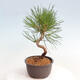 Vonkajší bonsai - Pinus thunbergii - Borovica thunbergova - 2/4