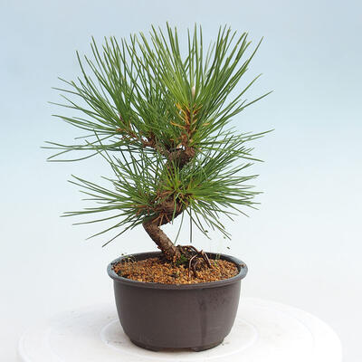 Vonkajší bonsai - Pinus thunbergii - Borovica thunbergova - 2