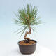 Vonkajší bonsai - Pinus thunbergii - Borovica thunbergova - 2/4