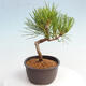 Vonkajší bonsai - Pinus thunbergii - Borovica thunbergova - 2/4