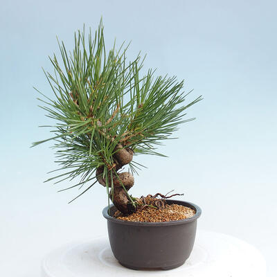 Vonkajší bonsai - Pinus thunbergii - Borovica thunbergova - 2