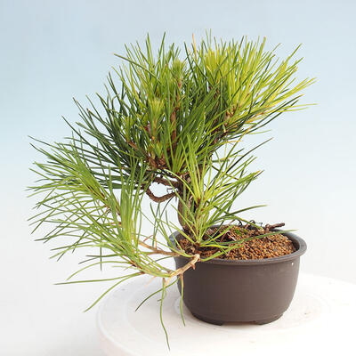 Vonkajší bonsai - Pinus thunbergii - Borovica thunbergova - 2