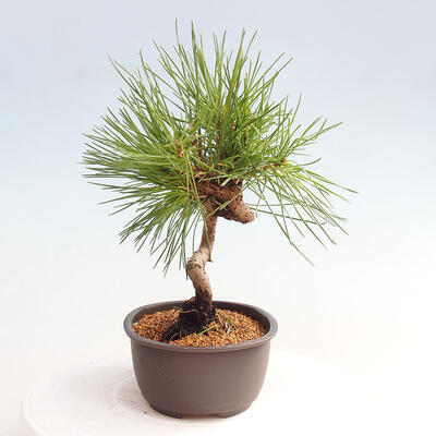 Vonkajší bonsai - Pinus thunbergii - Borovica thunbergova - 2