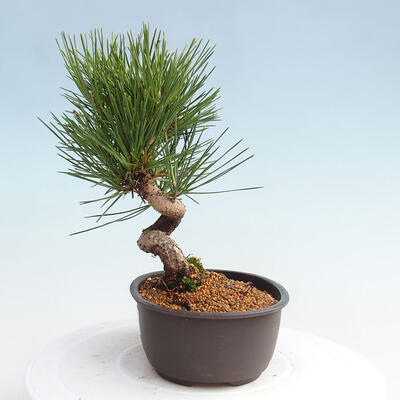 Vonkajší bonsai - Pinus thunbergii - Borovica thunbergova - 2