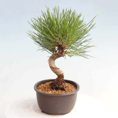 Vonkajší bonsai - Pinus thunbergii - Borovica thunbergova - 2