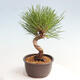 Vonkajší bonsai - Pinus thunbergii - Borovica thunbergova - 2/4