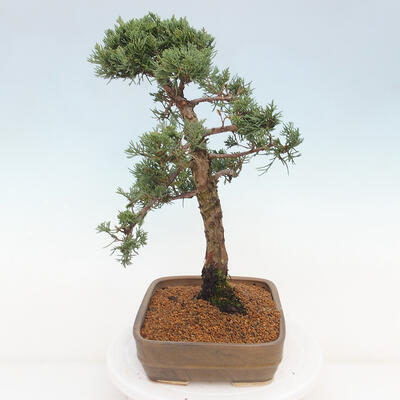 Vonkajšie bonsai - Juniperus chinensis Kishu -Jalovec čínsky - 2