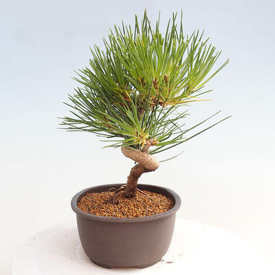 Vonkajší bonsai - Pinus thunbergii - Borovica thunbergova - 2