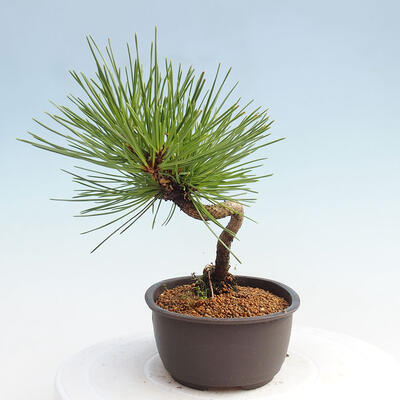 Vonkajší bonsai - Pinus thunbergii - Borovica thunbergova - 2