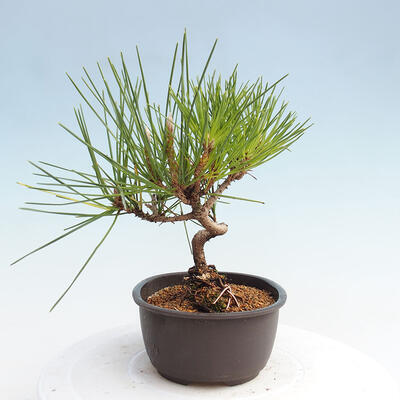 Vonkajší bonsai - Pinus thunbergii - Borovica thunbergova - 2