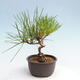 Vonkajší bonsai - Pinus thunbergii - Borovica thunbergova - 2/4