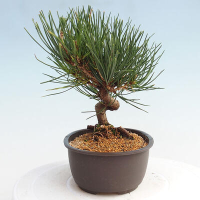 Vonkajší bonsai - Pinus thunbergii - Borovica thunbergova - 2