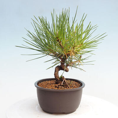 Vonkajší bonsai - Pinus thunbergii - Borovica thunbergova - 2