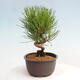 Vonkajší bonsai - Pinus thunbergii - Borovica thunbergova - 2/4