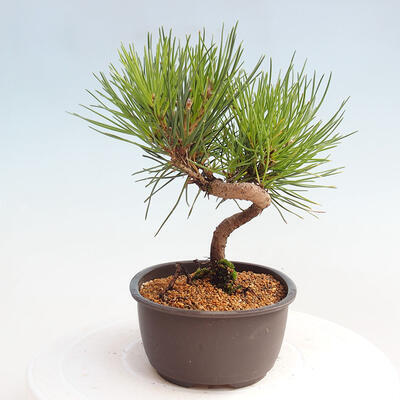 Vonkajší bonsai - Pinus thunbergii - Borovica thunbergova - 2