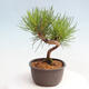 Vonkajší bonsai - Pinus thunbergii - Borovica thunbergova - 2/4