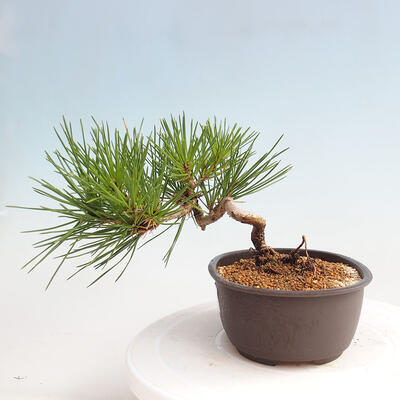 Vonkajší bonsai - Pinus thunbergii - Borovica thunbergova - 2