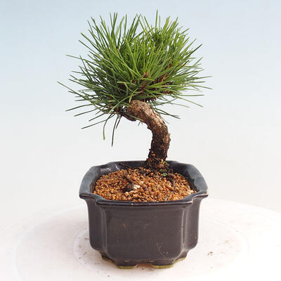 Vonkajší bonsai - Pinus thunbergii - Borovica thunbergova - 2