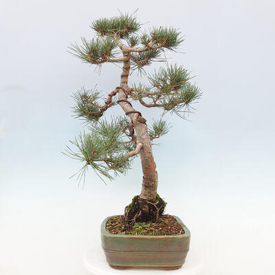 Vonkajšie bonsai - Pinus Sylvestris - Borovica lesná - 2