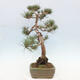 Vonkajšie bonsai - Pinus Sylvestris - Borovica lesná - 2/4