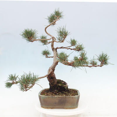 Vonkajšie bonsai - Pinus Sylvestris - Borovica lesná - 2