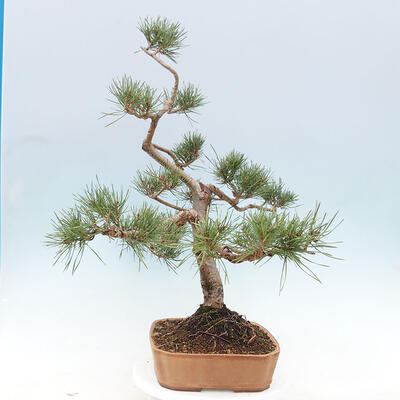 Vonkajšie bonsai - Pinus Sylvestris - Borovica lesná - 2