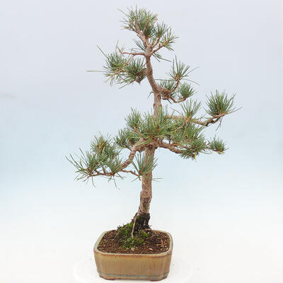 Vonkajšie bonsai - Pinus Sylvestris - Borovica lesná - 2