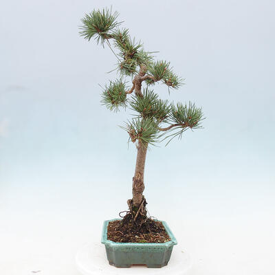 Vonkajšie bonsai - Pinus Sylvestris - Borovica lesná - 2