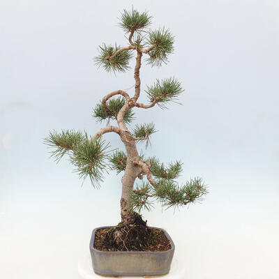 Vonkajšie bonsai - Pinus Sylvestris - Borovica lesná - 2