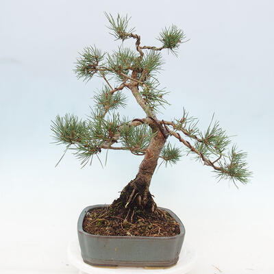 Vonkajšie bonsai - Pinus Sylvestris - Borovica lesná - 2