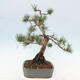 Vonkajšie bonsai - Pinus Sylvestris - Borovica lesná - 2/4