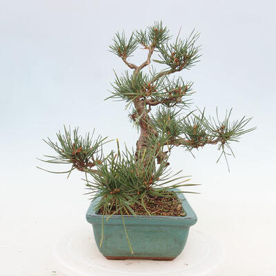 Vonkajšie bonsai - Pinus Sylvestris - Borovica lesná - 2