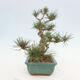 Vonkajšie bonsai - Pinus Sylvestris - Borovica lesná - 2/4