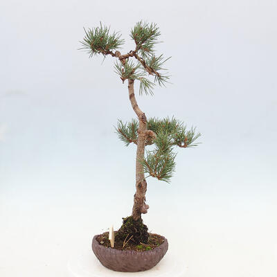 Vonkajšie bonsai - Pinus Sylvestris - Borovica lesná - 2