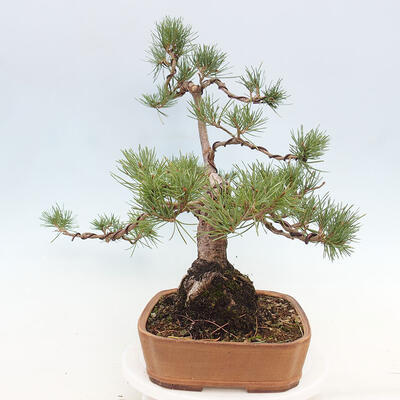 Vonkajšie bonsai - Pinus Sylvestris - Borovica lesná - 2