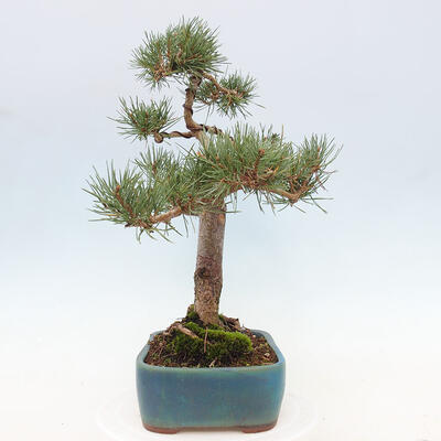 Vonkajšie bonsai - Pinus Sylvestris - Borovica lesná - 2