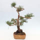 Vonkajšie bonsai - Pinus Sylvestris - Borovica lesná - 2/4