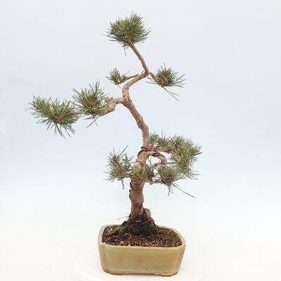 Vonkajšie bonsai - Pinus Sylvestris - Borovica lesná - 2