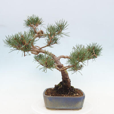 Vonkajšie bonsai - Pinus Sylvestris - Borovica lesná - 2