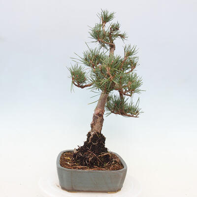 Vonkajšie bonsai - Pinus Sylvestris - Borovica lesná - 2