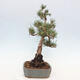 Vonkajšie bonsai - Pinus Sylvestris - Borovica lesná - 2/4