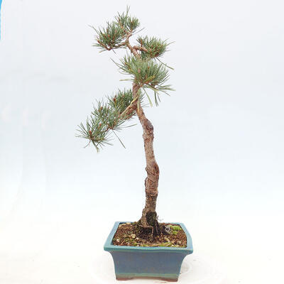 Vonkajšie bonsai - Pinus Sylvestris - Borovica lesná - 2