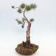 Vonkajšie bonsai - Pinus Sylvestris - Borovica lesná - 2/4