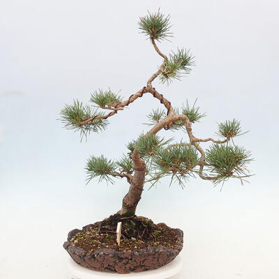 Vonkajšie bonsai - Pinus Sylvestris - Borovica lesná - 2