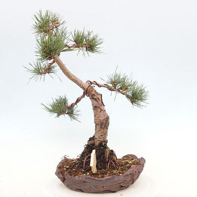 Vonkajšie bonsai - Pinus Sylvestris - Borovica lesná - 2