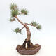 Vonkajšie bonsai - Pinus Sylvestris - Borovica lesná - 2/4