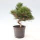 Vonkajší bonsai - Pinus thunbergii - Borovica thunbergova - 2/6