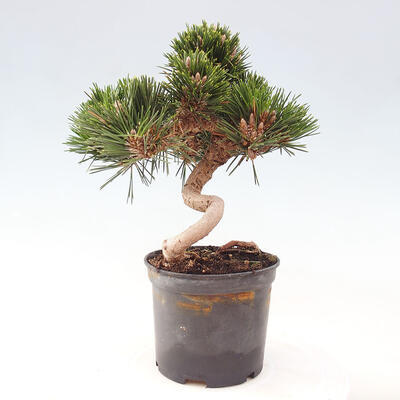 Vonkajší bonsai - Pinus thunbergii - Borovica thunbergova - 2