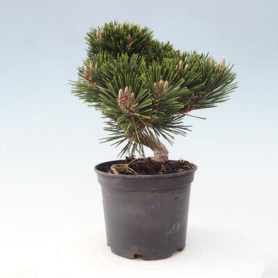 Vonkajší bonsai - Pinus thunbergii - Borovica thunbergova - 2