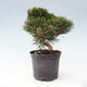 Vonkajší bonsai - Pinus thunbergii - Borovica thunbergova - 2/6